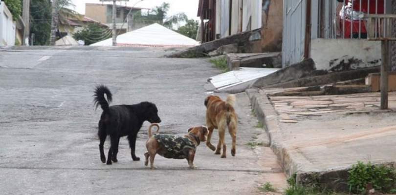 Cachorros de rua serão microchipados em Cruz das Almas