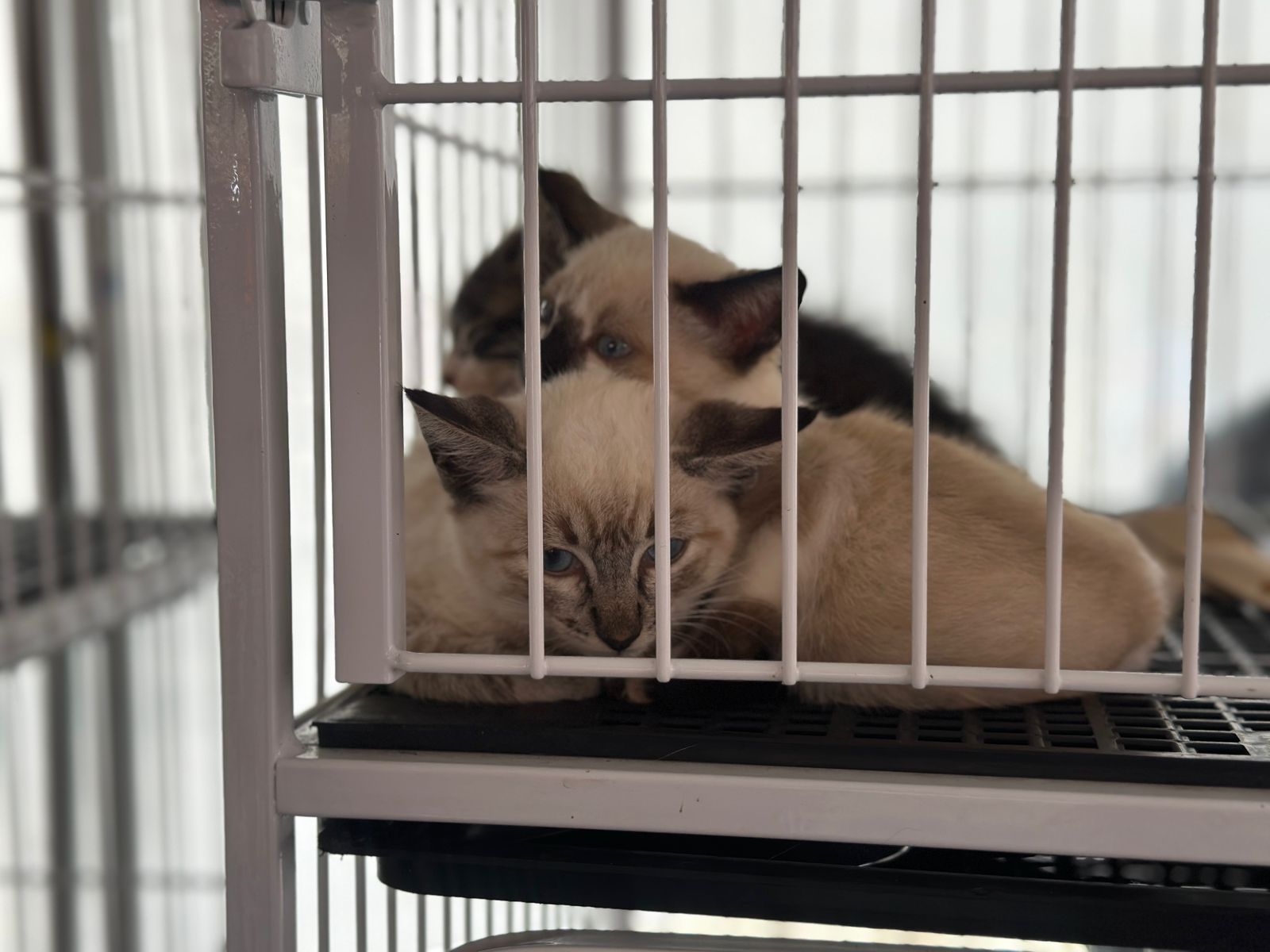 Prefeitura de Alagoinhas realiza Feira de Adoção de Animais no próximo sábado, 25 de julho